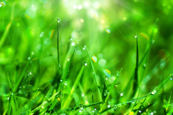 Hierba fresca con gotas de rocío en la mañana . — Foto de Stock