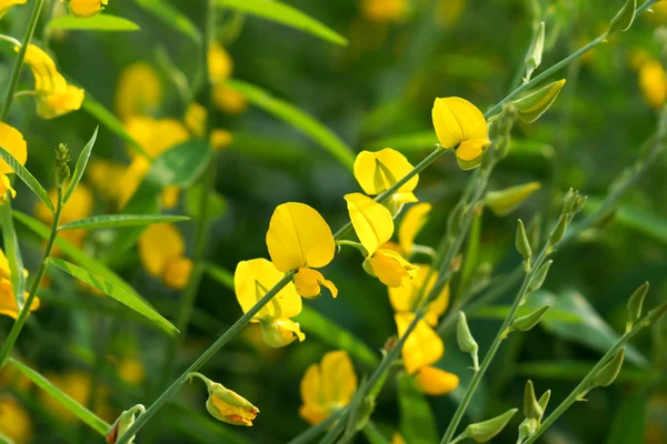 Crotalaria juncea dans les champs — Photo