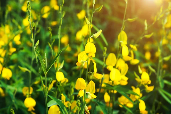 필드에 Crotalaria juncea — 스톡 사진