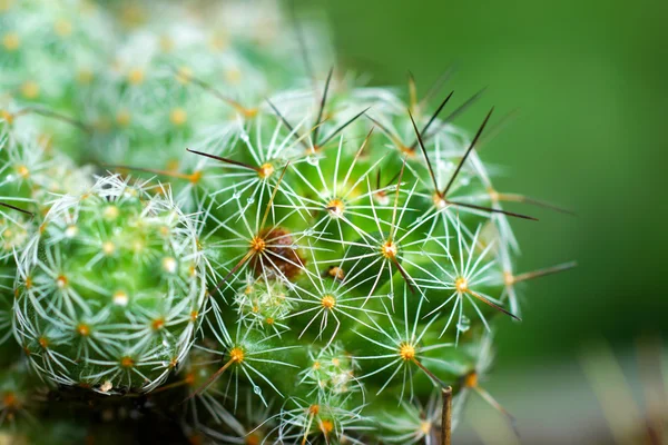 Närbild på cactus spines — Stockfoto