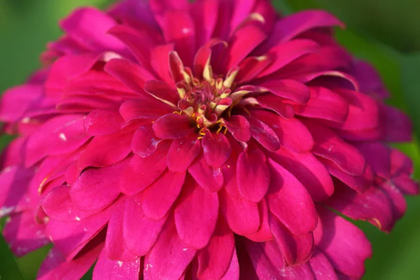 Primer plano de flor de zinnia rosa. — Foto de Stock