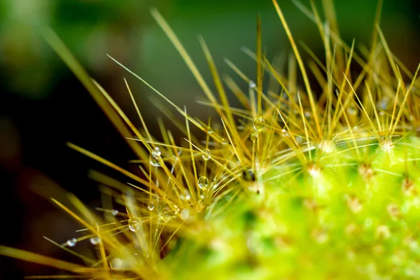 Close up de espinhos de cacto — Fotografia de Stock