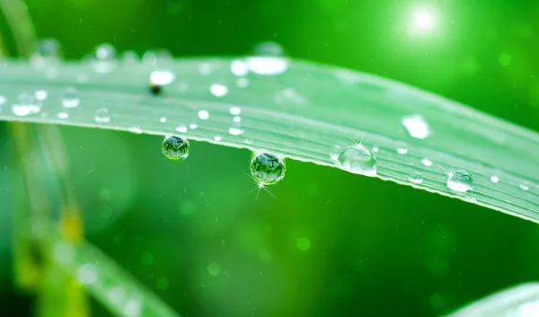 Fresh grass with dew drops in the morning. — Stock Photo, Image