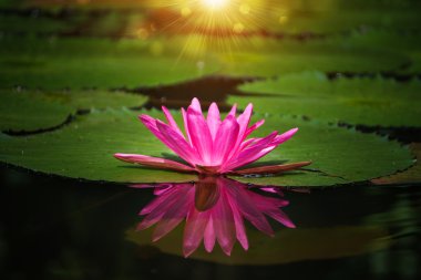 Bahçe gölet pembe nilüfer.