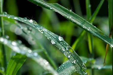 Sabahları taze çimen.