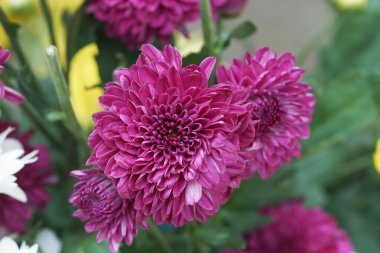 Kasımpatı çiçeği