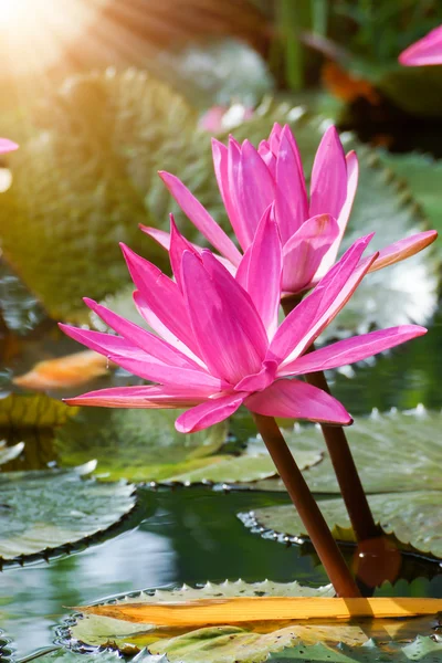 Rosa Seerose im Gartenteich. — Stockfoto