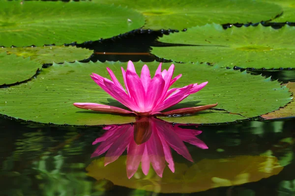 Nenúfar rosa en estanque de jardín . — Foto de Stock