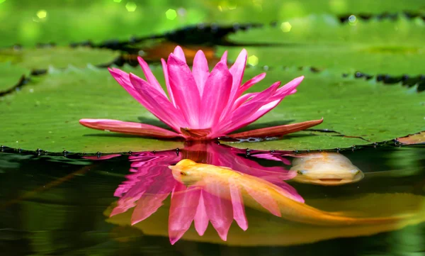 Pink Waterlily na lagoa de jardim . — Fotografia de Stock