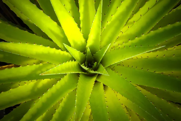 Bromeliads plant — Stock Photo, Image