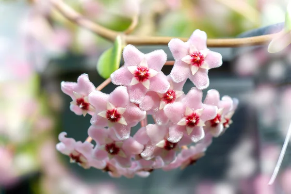 Flowers Hoya Carnosa. Home plant. — Stock Photo, Image