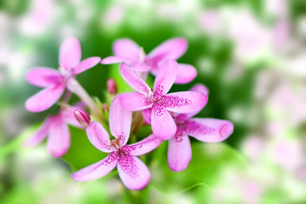 美しいピンクの花が咲く — ストック写真