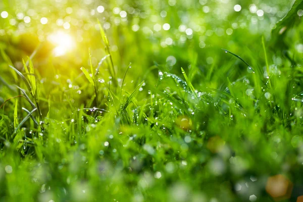 Fresh grass in the morning. — Stock Photo, Image
