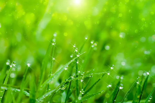 Fresh grass in the morning. — Stock Photo, Image