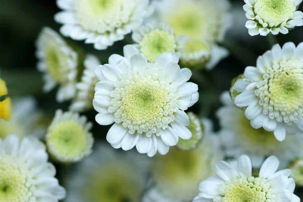 Flor de crisântemo — Fotografia de Stock