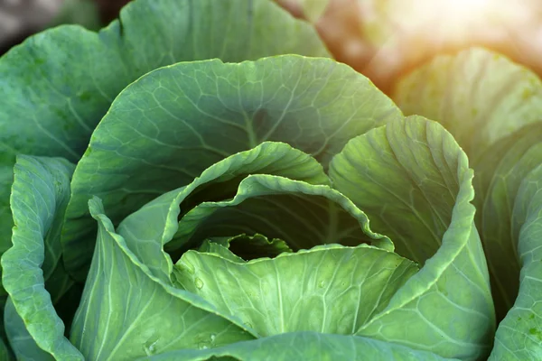 Großaufnahme von Kohl — Stockfoto