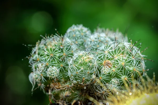 Närbild på cactus spines — Stockfoto