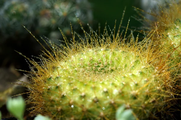 Närbild på cactus spines — Stockfoto