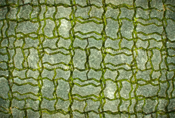 The moss on brick road — Stock Photo, Image