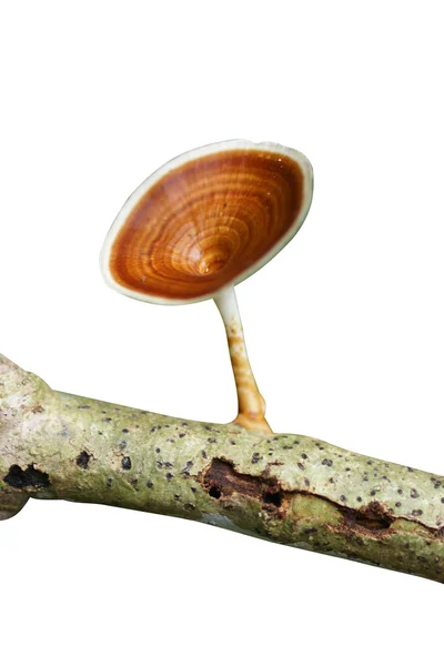 Poisonous mushrooms. — Stock Photo, Image