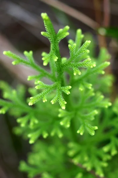 Groene Club-Mnd — Stockfoto