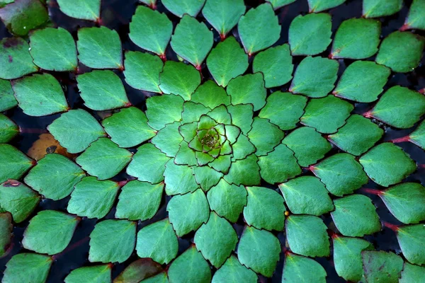 Wasserkastanie, Wassercaltrops, Trapa bispinosa. — Stockfoto