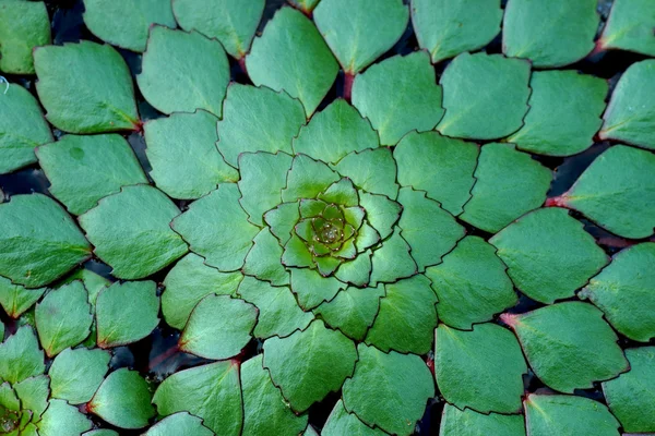 Víz gesztenye, náddal, Trapa bispinosa. — Stock Fotó