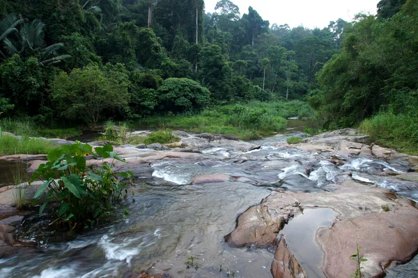 Cascata nella foresta tropicale . — Foto Stock