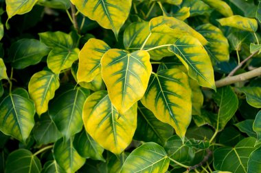 Bodhi yaprakları sarı ve yeşil.