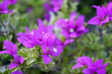 Bougainvillea çiçek