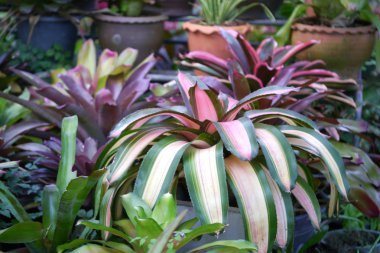Multicolr Bromeliad