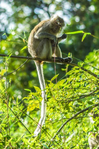 Macaco de cauda longa em um ramo — Fotografia de Stock