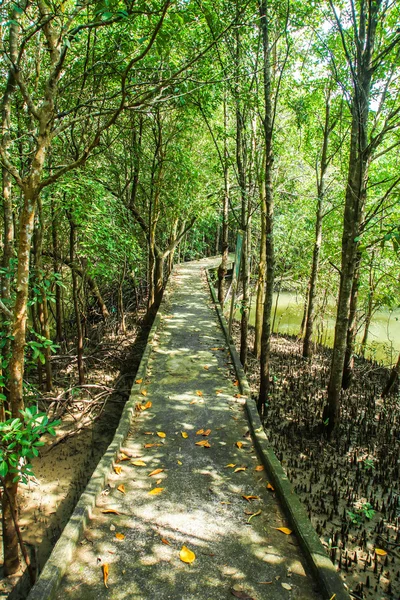 Natuurlijke mangrove loopbrug. Thailand reizen. — Stockfoto