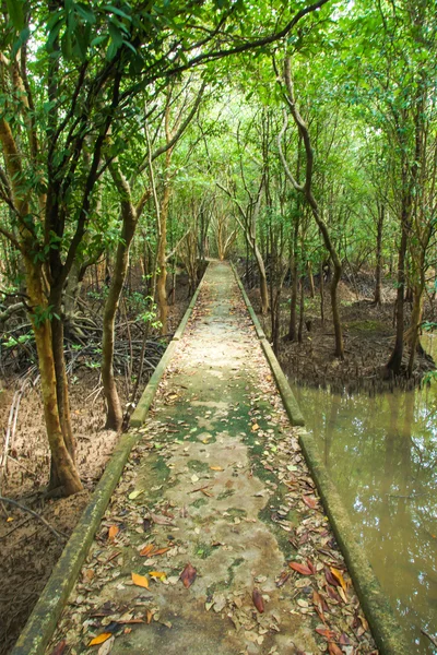 Pasarela natural de manglares. Tailandia viajes . —  Fotos de Stock