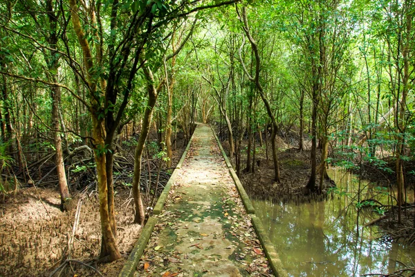 Natural mangrove walkway. Thailand travel. — Stock Photo, Image