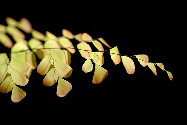 Zbliżenie liści paproci — Zdjęcie stockowe