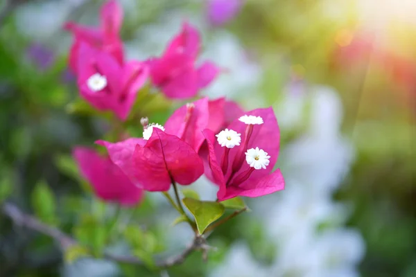 Bougainvillea çiçek — Stok fotoğraf