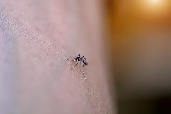 Nahaufnahme einer Mücke, die Menschen saugt — Stockfoto