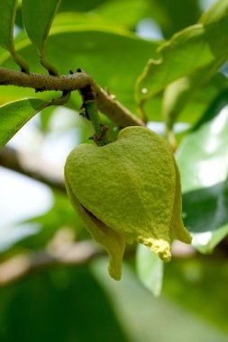 Soursop veya dikenli muhallebi Apple çiçek.