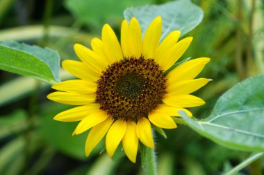 parlak sarı ayçiçeği