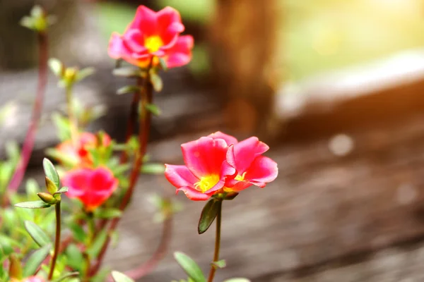 Gemensamma portlak eller Verdolaga blommor. — Stockfoto