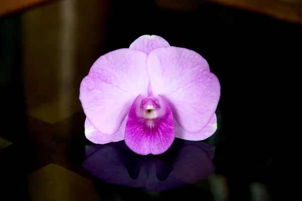 Jeden Purple orchid květiny — Stock fotografie