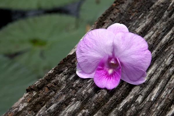 En lila orkidé blommor — Stockfoto