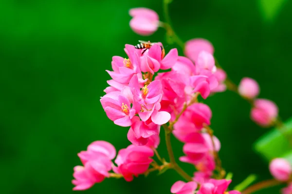 Pink Confederate vine flower — Stock Photo, Image