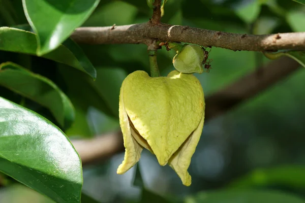 Soursop o crema espinosa flor de manzana . — Foto de Stock