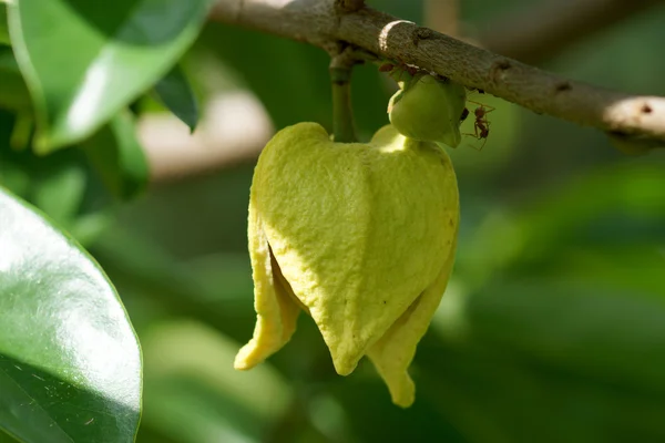 Soursop or Prickly Custard Apple flower. — Stock Photo, Image