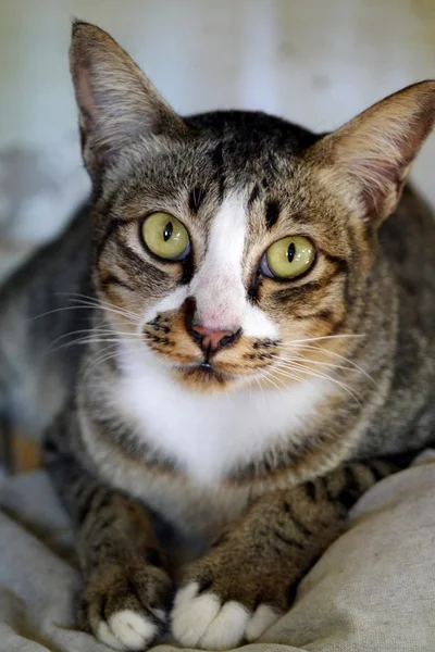 Olho de gato — Fotografia de Stock