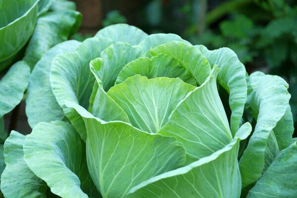 fresh cabbage