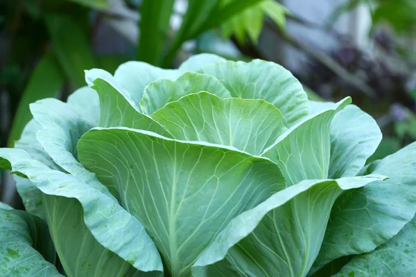 Fresh cabbage — Stock Photo, Image