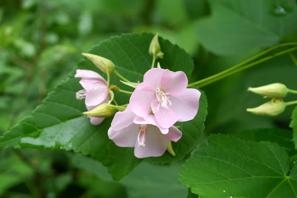 Růžový květ Dombeya. — Stock fotografie